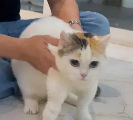 Kucing munchkin bsh british short hair british shorthair