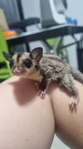 Sugar Glider Grey Classic