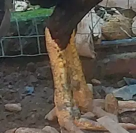 Ayam kaki ubet-ubet