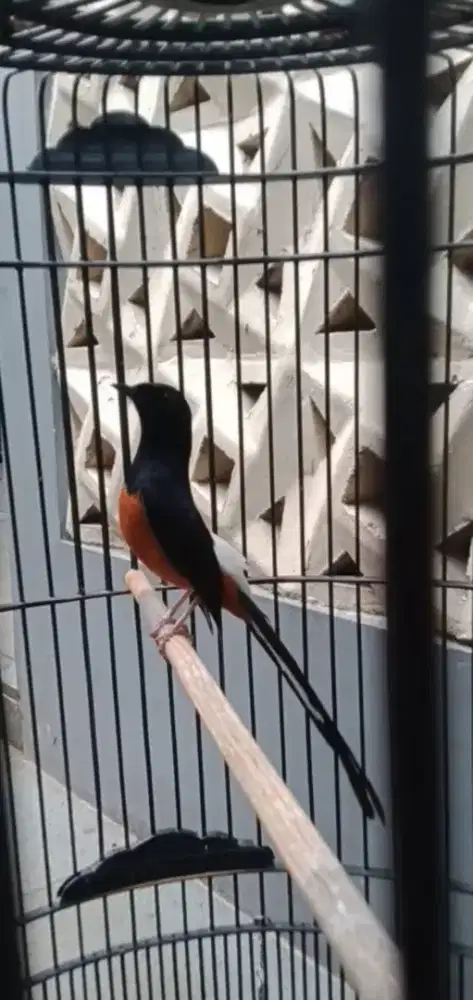 Murai Batu HUTAN ekor panjang