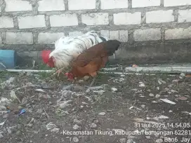 Ayam pelung dewasa