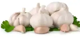 BAWANG PUTIH BANCi