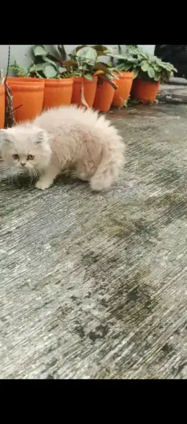 BLH Jantan Usia 4 Bulan