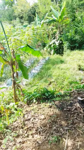 Dijual CEPAT BU - Harga SUPER MURAH di bawah NJOP: Tanah Gunung Geulis