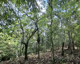 Dijual tanah kebun di kelilingi saluran air