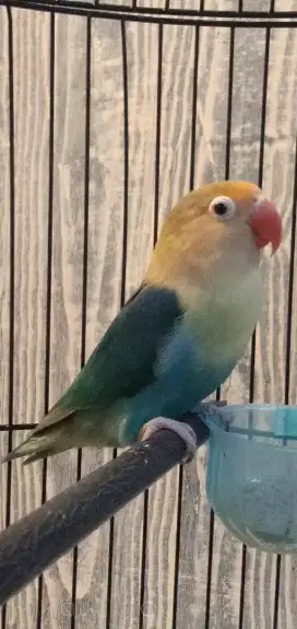 PB blue betina siapan birahi