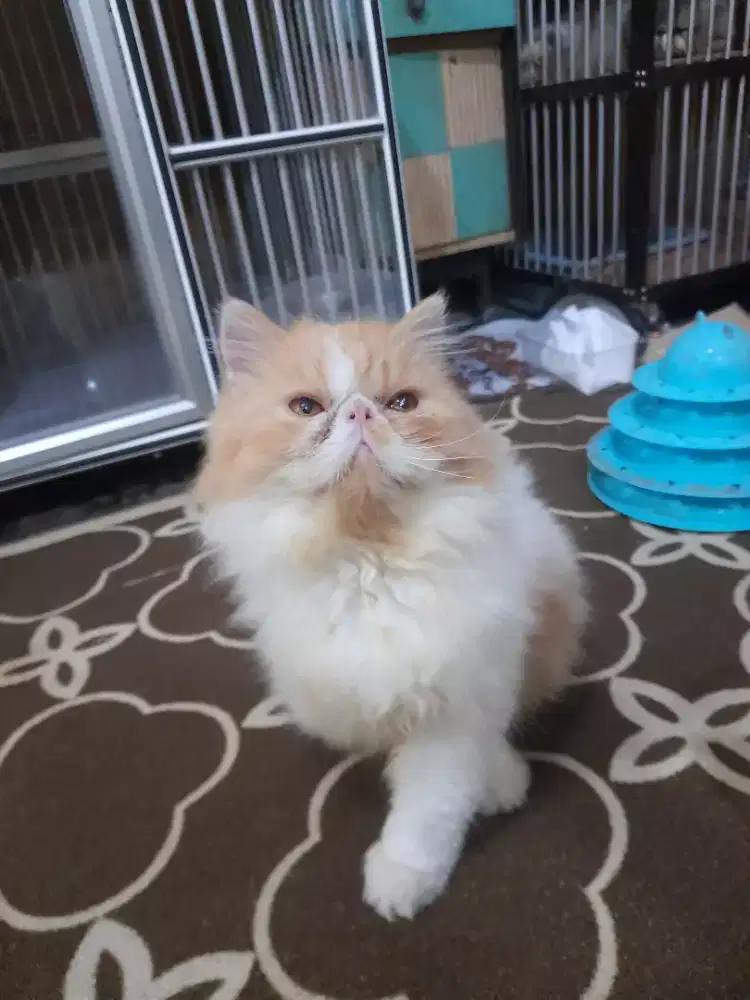 Peaknose longhair