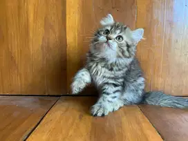 Ready for adopt, persia flat nose long hair 2 bulan (betina)