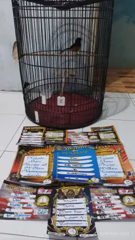 Murai hutan (MH) prestasi siap pantau gantangan