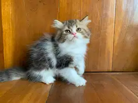 Ready for adopt, persia flat nose long hair, betina 2 bulan