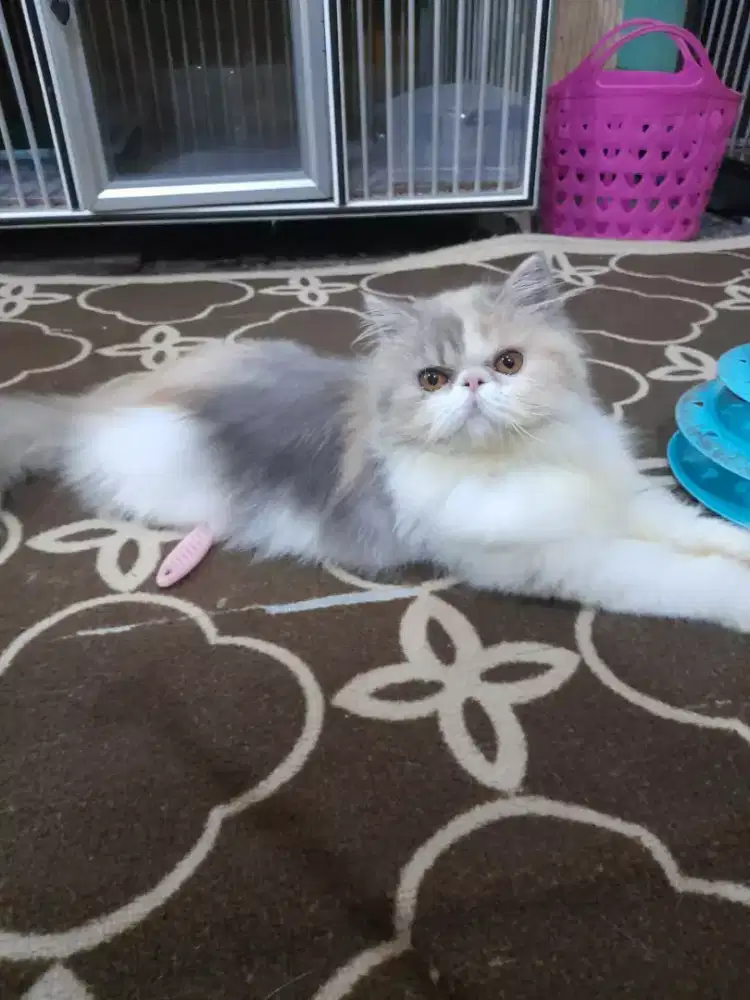 Peaknose longhair