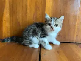 Ready for adopt, persia flat nose exotic short hair, jantan 2 bulan