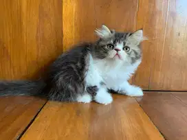 Ready for adopt, persia peaknose long hair, jantan 2 bulan