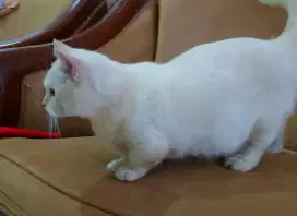 BRITISH SHORTHAIR MUNCHKIN WHITE SOLID MATA BIRU JANTAN