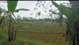 Tanah kebun murah di cicalengka Bandung