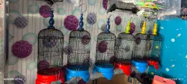Kandang helopet pleci kandang burcil pvc