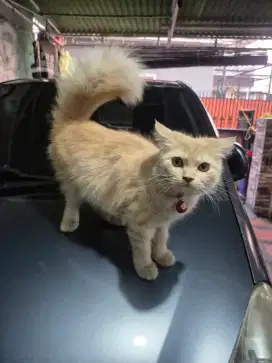 Jual Kitten Betina 8bulan sehat gembul