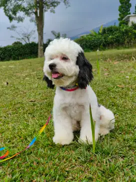 Anjing shipoo shitzu poodle jantan