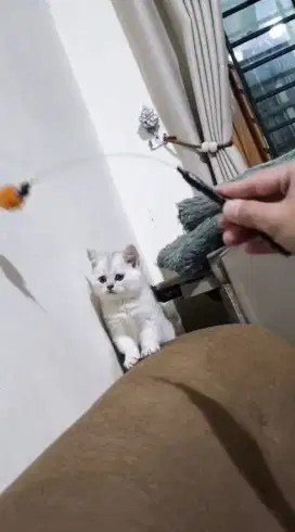 Kitten BSH Silver Jantan 2 bulan