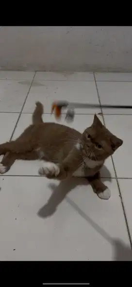 Bsh cinamon betina adult