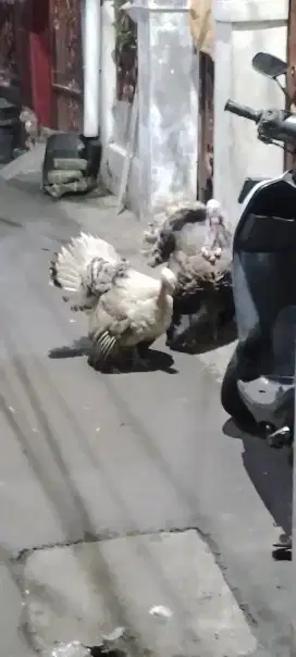 Ayam kalkun dewasa umur 7 bulan an