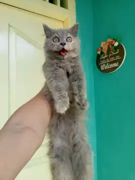 Lepas adopsi kitten Persia