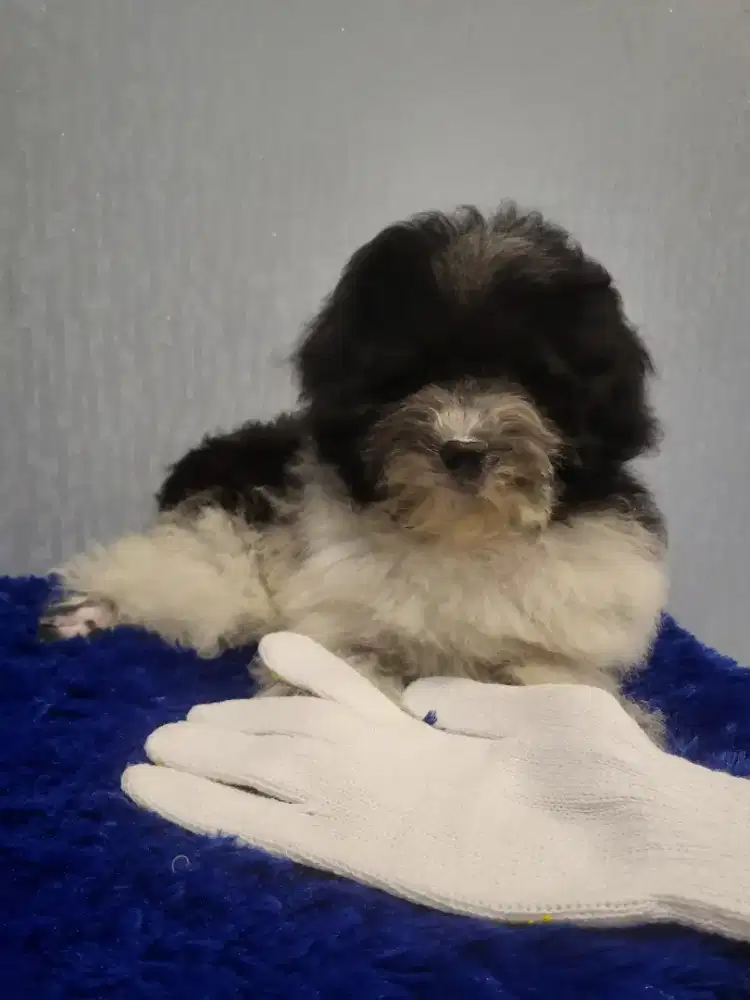 Toy poodle party color BEST quality