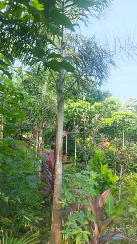pohon palem ekor tupai tinggi 3 meter
