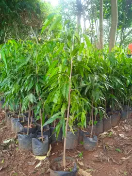 pohon glodogan tiang tinggi 120 cm