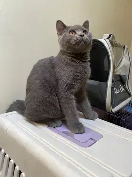 British Shorthair