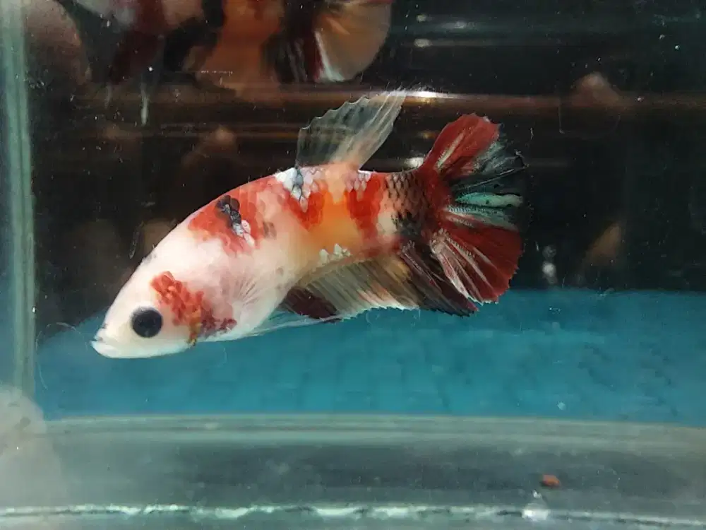 Ikan cupang fimale cooper
