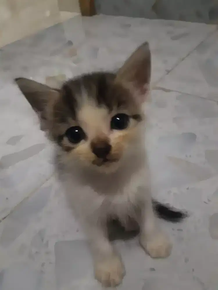 Kitten gemoy mumer