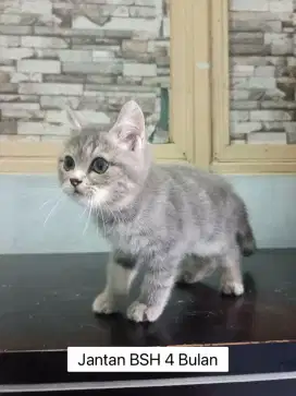 kitten BSH 4 Bulan Jantan Harga Nego