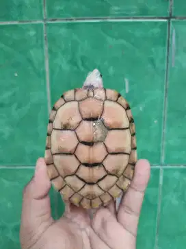 RES CARAMEL JANTAN FIX 12 CM