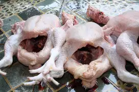 Daging ayam kampung fress