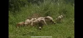 Di cari S1 Peternakan
