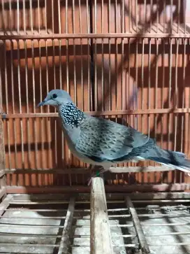 Tekukur alam/wild kuk4 gocor