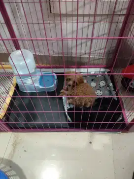 Anjing Poodle Sepasang lucu
