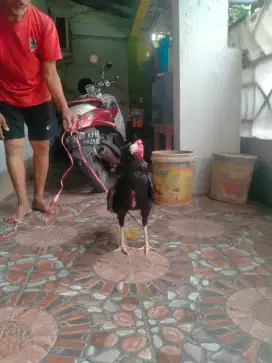 Di jual ayam kampung