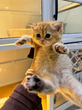 Bsh Golden Scottish Fold (SF) & Straight Jantan Betina