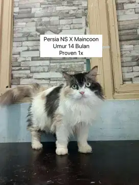 Persia X Mainecoon NS Betina Proven 1x