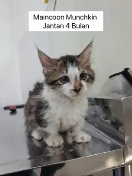 MUNCHKIN MAINECOON 4Bulan Jantan