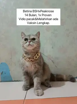BSH X PEAKNOSE BETINA 1X PROVEN VAKSIN LENGKAP