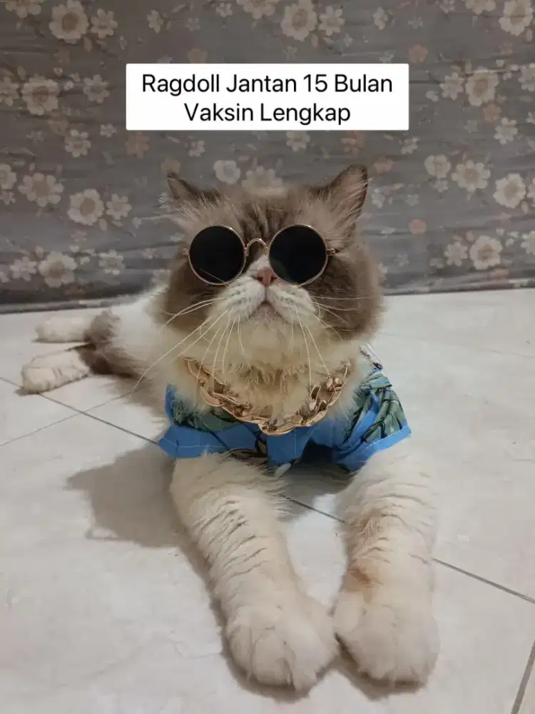 RAGDOLL JANTAN VAKSIN LENGKAP
