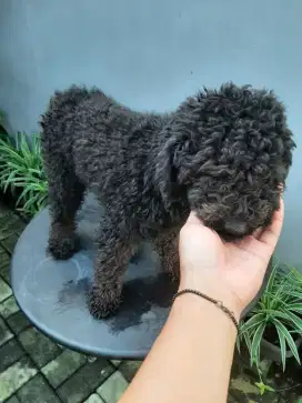 POODLE HITAM  LUCU