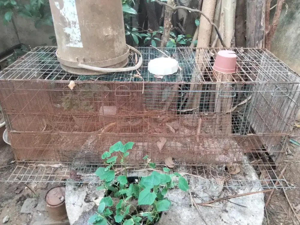 Raga/kandang ayam