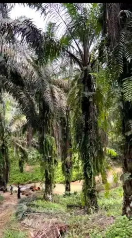 Dijual tanah ladang di talun kenas harga 55 ribu permeter nego