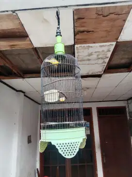 Burung masteran rajin bunyi