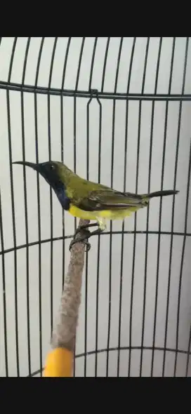 Burung so gon rajin buat masteran murai