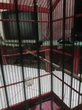 Jual murai betina siap cuz burung aja